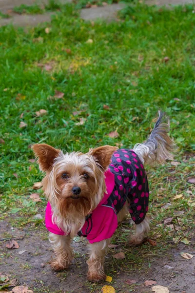 Yorkshire Terrier in dog clothes running around the yard in autu