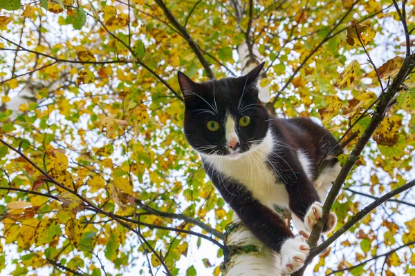 Černá a bílá kočka sedí na březovníku na podzim — Stock fotografie