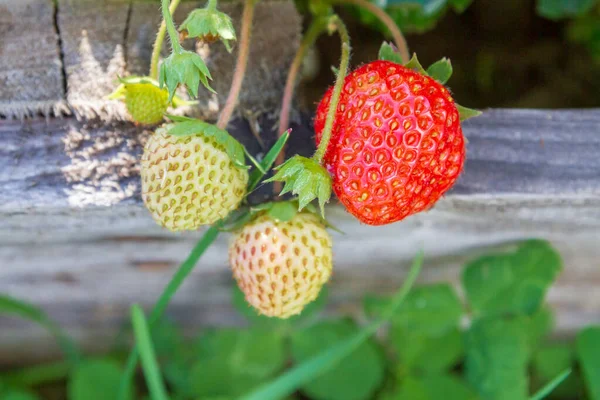 夏に庭で赤い熟したイチゴが成長します。 — ストック写真