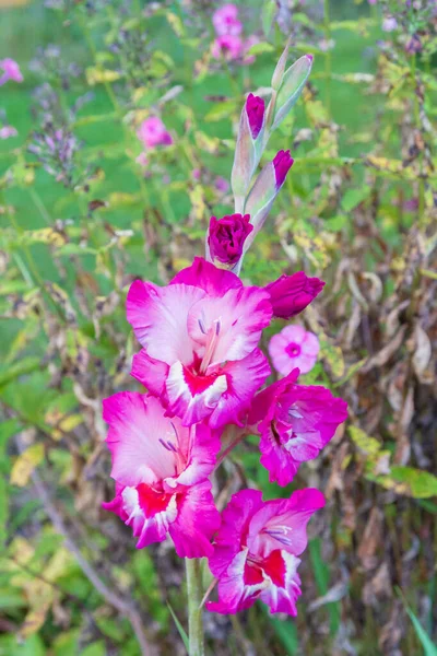 Fleur de gladiole rose pousse dans le jardin en été — Photo
