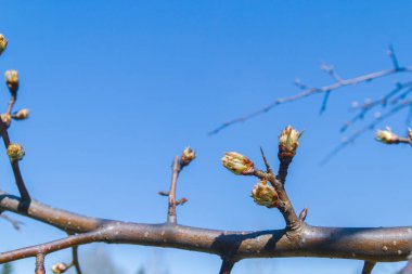 Tomurcuklar baharda bahçedeki bir armut ağacında açar.