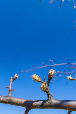 Tomurcuklar baharda bahçedeki bir armut ağacında açar.
