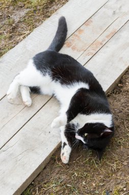 Siyah beyaz kedi baharda bahçede yürür.