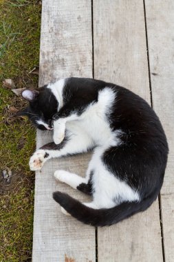 Siyah beyaz kedi baharda bahçede yürür.