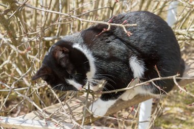 Siyah beyaz kedi baharda bahçede yürür.