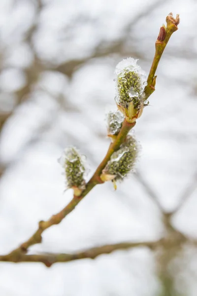 봄에는 버드나무가 피우고 내렸습니다 — 스톡 사진