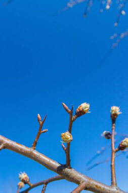 Tomurcuklar baharda bahçedeki bir armut ağacında açar.