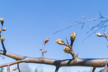 Tomurcuklar baharda bahçedeki bir armut ağacında açar.