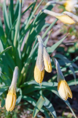 Sarı çiçekler nergisler baharda bahçede çiçek açar.