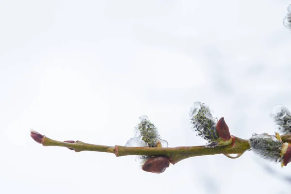 Primavera Salice Fiorì Nel Giardino Neve Cadde — Foto Stock