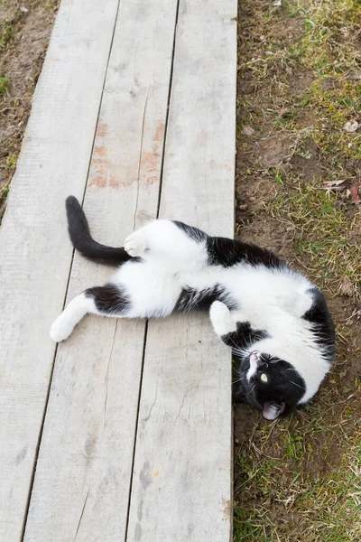 Home Gatto Bianco Nero Cammina Cortile Primavera — Foto Stock