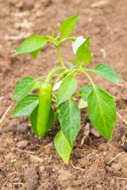 Biber tohumları yazın bahçede yetişir.
