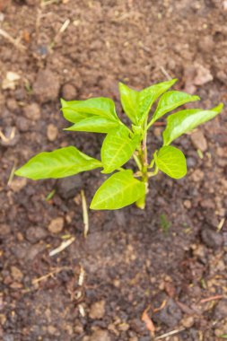 Biber tohumları yazın bahçede yetişir.