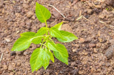 Biber tohumları yazın bahçede yetişir.