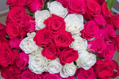 Çok renkli kırmızı, pembe ve beyaz güller.