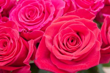 Çok renkli kırmızı, pembe ve beyaz güller.