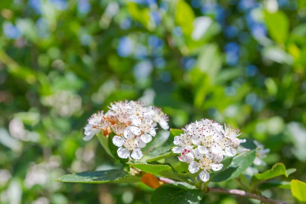 夏に黒果実の山灰のブッシュの開花の白い花 — ストック写真