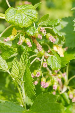 Yazın siyah frenk üzümünün olgunlaşmış yeşil meyveleri.