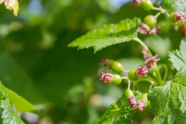 Yazın siyah frenk üzümünün olgunlaşmış yeşil meyveleri.