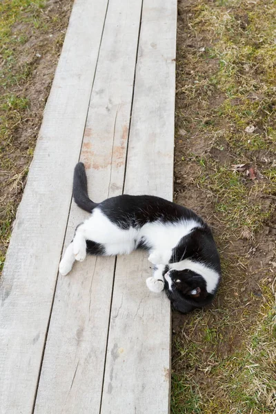 Home Gatto Bianco Nero Cammina Cortile Primavera — Foto Stock
