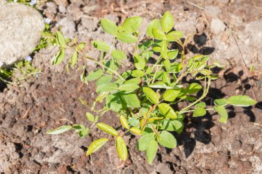Gül çalısı yazın bahçeye ekilir.