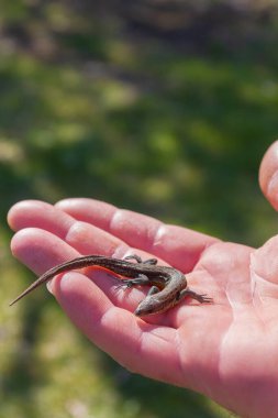 Yeşil kertenkele, yaz mevsiminde bir adamın elinde.