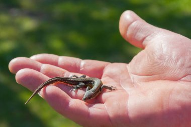 Yeşil kertenkele, yaz mevsiminde bir adamın elinde.