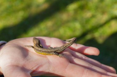Yeşil kertenkele bir çocuğun elinde Yazın sokakta