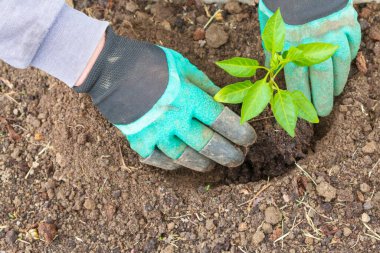 Yazın bahçeye biber tohumu ekiyorum.