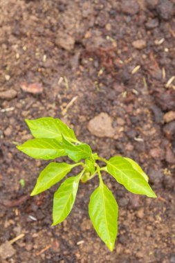 Biber tohumları yazın bahçede yetişir.
