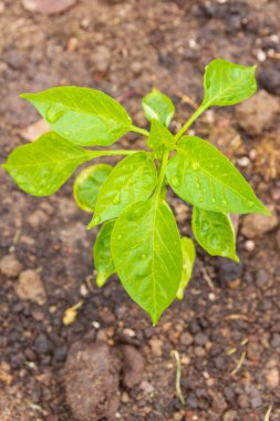 Biber tohumları yazın bahçede yetişir.