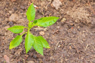 Biber tohumları yazın bahçede yetişir.