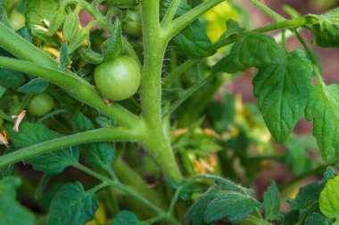 Yazın serada küçük yeşil domatesler olgunlaşır.