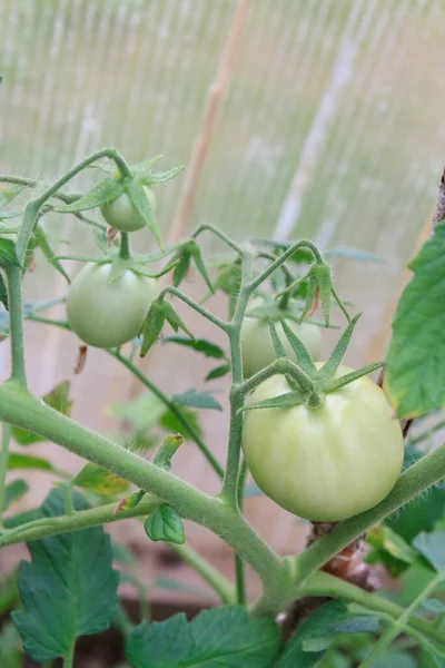 Małe Zielone Pomidory Dojrzewają Latem Szklarni — Zdjęcie stockowe