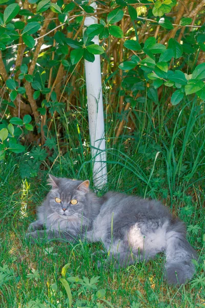 Gato Gris Esponjoso Yace Hierba Bajo Arbusto Verde Verano — Foto de Stock