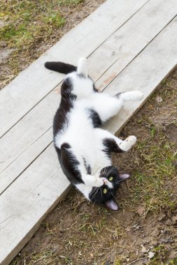 Siyah beyaz kedi baharda bahçede yürür.