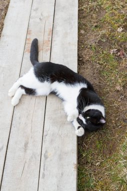 Siyah beyaz kedi baharda bahçede yürür.