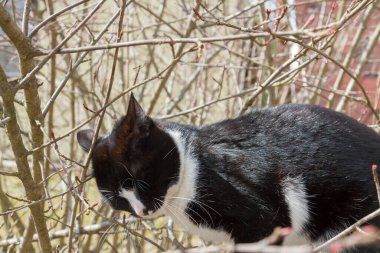 Siyah beyaz kedi baharda bahçede yürür.