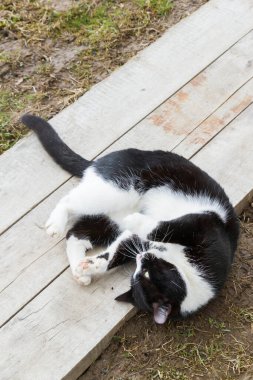 Siyah beyaz kedi baharda bahçede yürür.