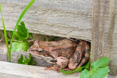 Kahverengi benekli kurbağa yazın bahçede yürür.