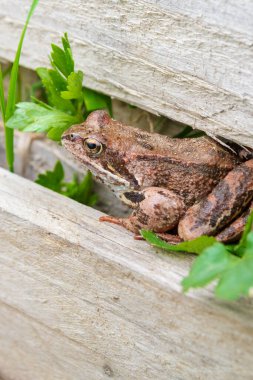 Kahverengi benekli kurbağa yazın bahçede yürür.