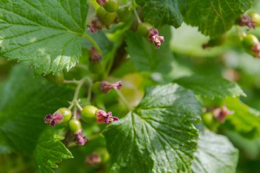Yazın siyah frenk üzümünün olgunlaşmış yeşil meyveleri.