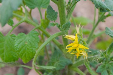 Bir domates bitkisinin sarı çiçekleri serada olgunlaşıyor.