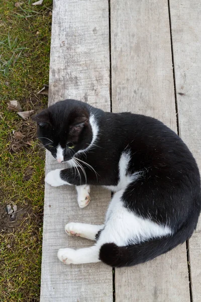 Hem Svart Och Vit Katt Går Gården Våren — Stockfoto