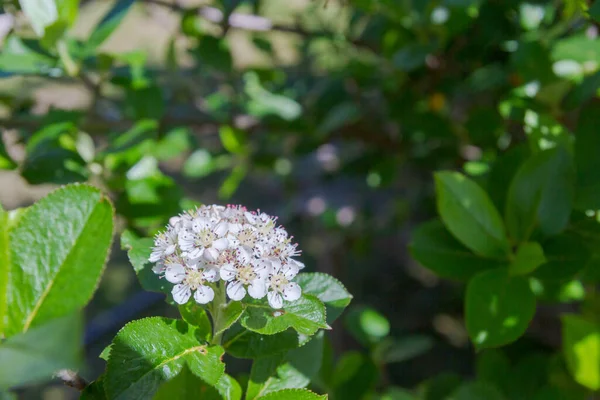 白花盛开的黑果山灰丛林中 — 图库照片