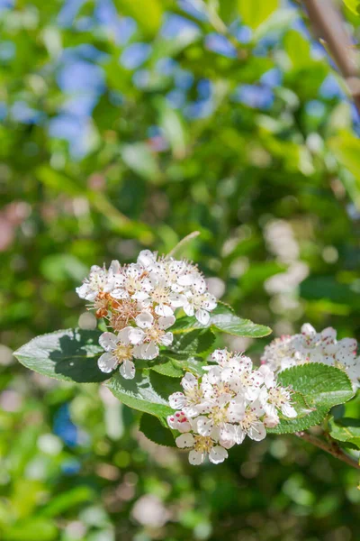 Λευκά Λουλούδια Ανθισμένου Μπους Μαυροκαρποφόρου Ορεινής Τέφρας Καλοκαίρι — Φωτογραφία Αρχείου