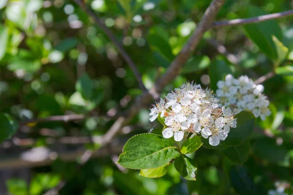 夏に黒果実の山灰のブッシュの開花の白い花 — ストック写真