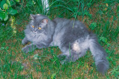 Yazın yeşil bir çalılığın altında gri tüylü bir kedi uzanır.