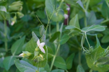 Yeşil bezelyeler çiçek açar ve yazın bahçede olgunlaşır.