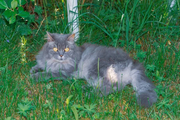 Gato Gris Esponjoso Yace Hierba Bajo Arbusto Verde Verano — Foto de Stock